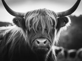 Dipingi con i numeri - Highlander scozzese