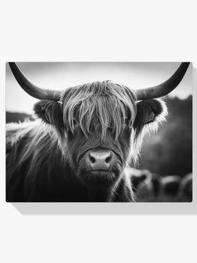 Dipingi con i numeri - Highlander scozzese