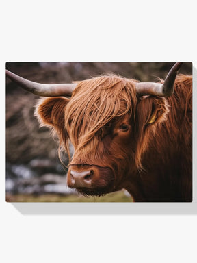 Dipingi con i numeri - Highlander scozzese