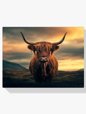Dipingi con i numeri - Highlander scozzese