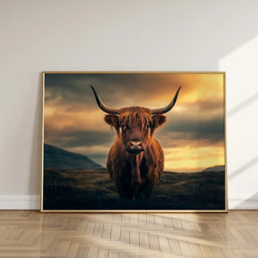 Dipingi con i numeri - Highlander scozzese