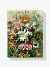 

Dipingere con i numeri - Orchidea