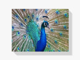 Malen nach Zahlen – Pfau aus der Nähe