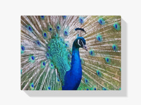 Malen nach Zahlen – Pfau aus der Nähe