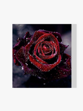 

dipingere con i numeri – Rosa Rossa