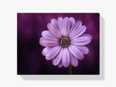 

Dipingere con i numeri – bella fiore viola