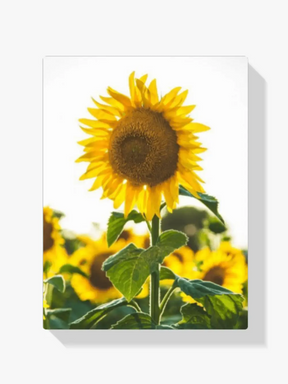 

dipingere con i numeri - girasole nei campi