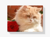 Malen nach Zahlen – Weiße Katze mit Rose