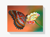 Schmetterling - Malen nach Zahlen