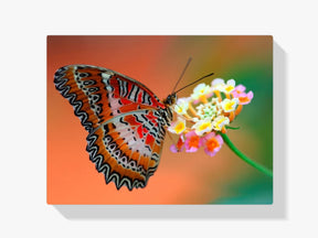 Schmetterling - Malen nach Zahlen