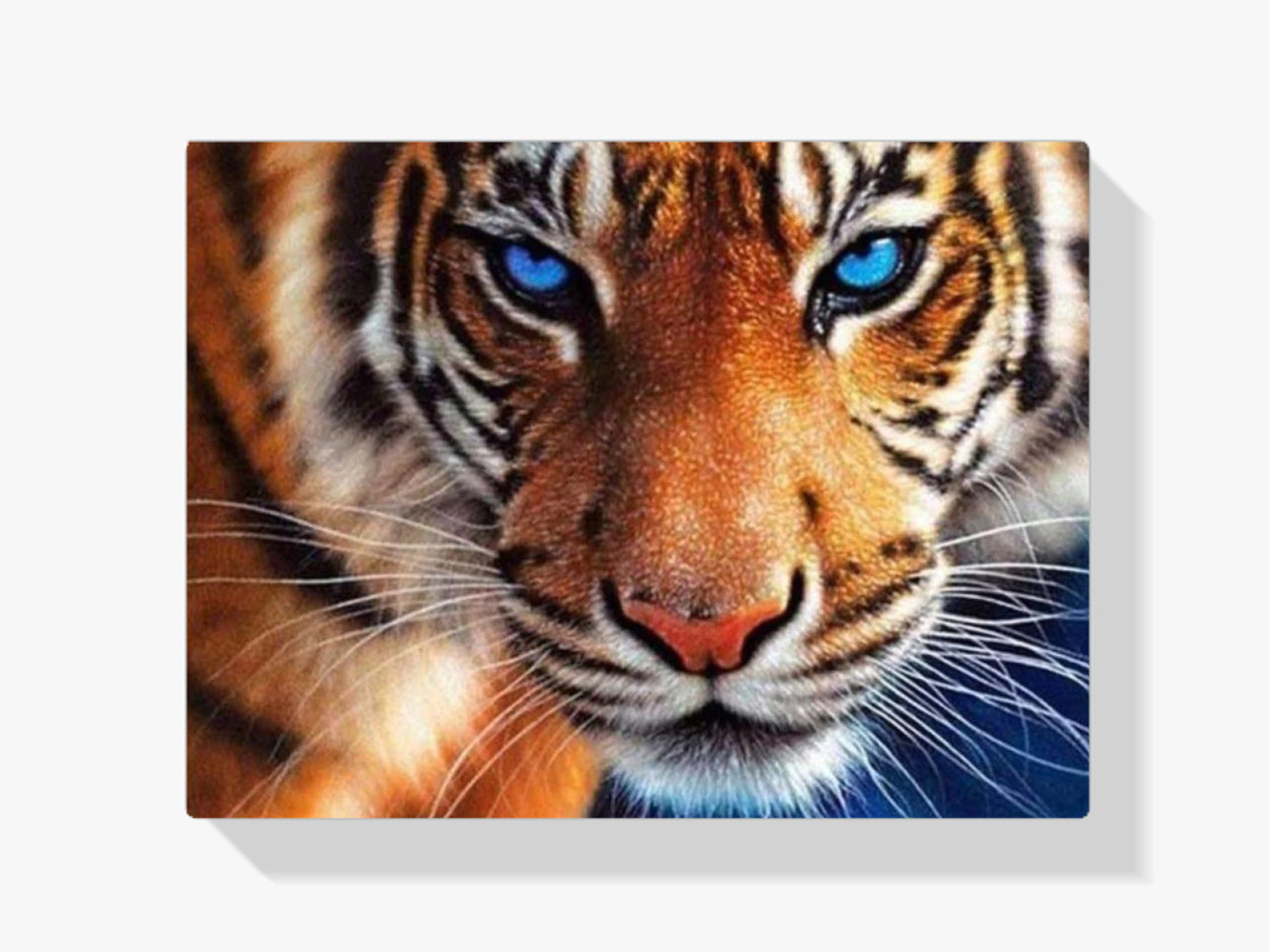 Tiger blaue Augen - Malen nach Zahlen
