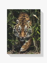 Tiger im hohen Gras - Malen nach Zahlen
